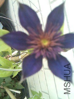 IMG0362A.jpg
