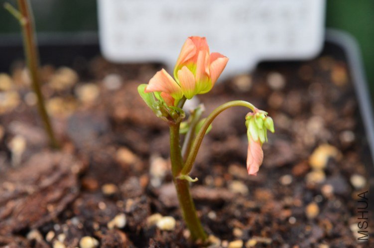 Oxalis Sternorrhyncha�߸�20120906 002.JPG