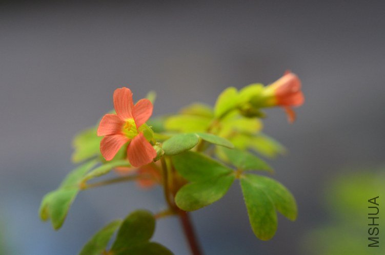 Oxalis Sternorrhyncha�߸�20120907 003.JPG