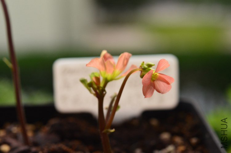 Oxalis Sternorrhyncha�߸�20120907 004.JPG