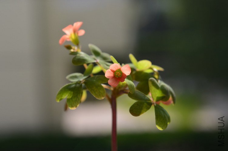 Oxalis Sternorrhyncha�߸�20120907 005.JPG