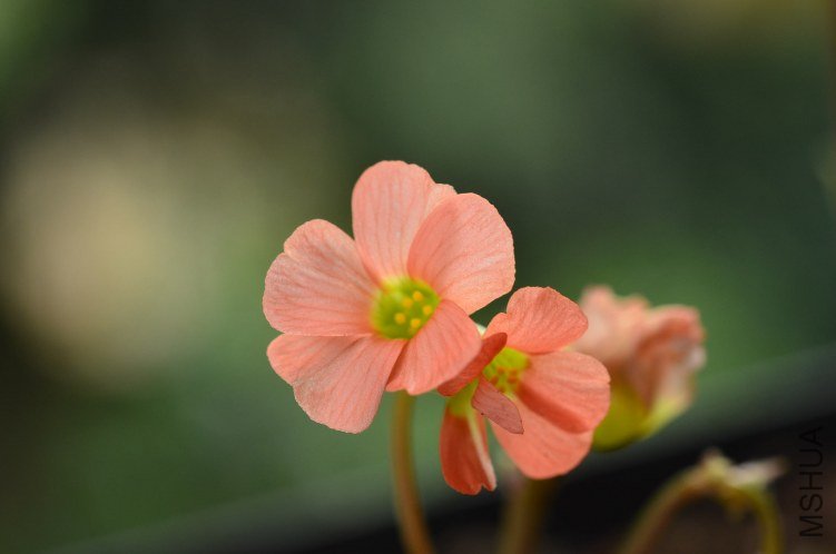 Oxalis Sternorrhyncha�߸�20120908 002.JPG