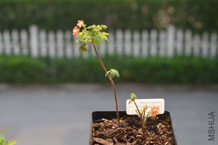 Oxalis Sternorrhyncha�߸�20120912 006.JPG