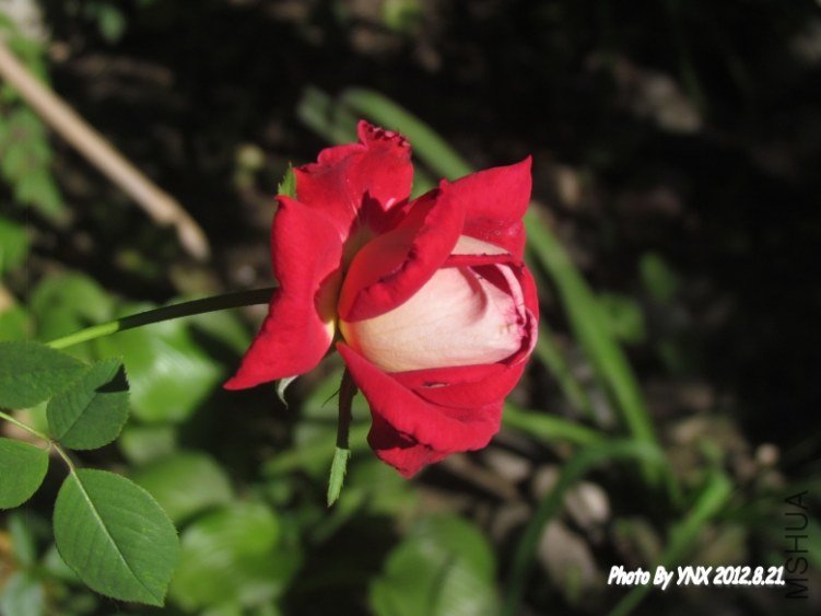 2012.8.21. 005_conew1.jpg