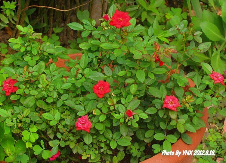 2012.8.18. 022_conew1.jpg