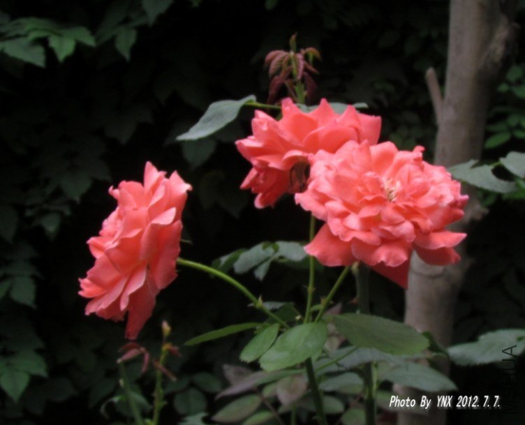 2012.7.7. 013_conew1.jpg