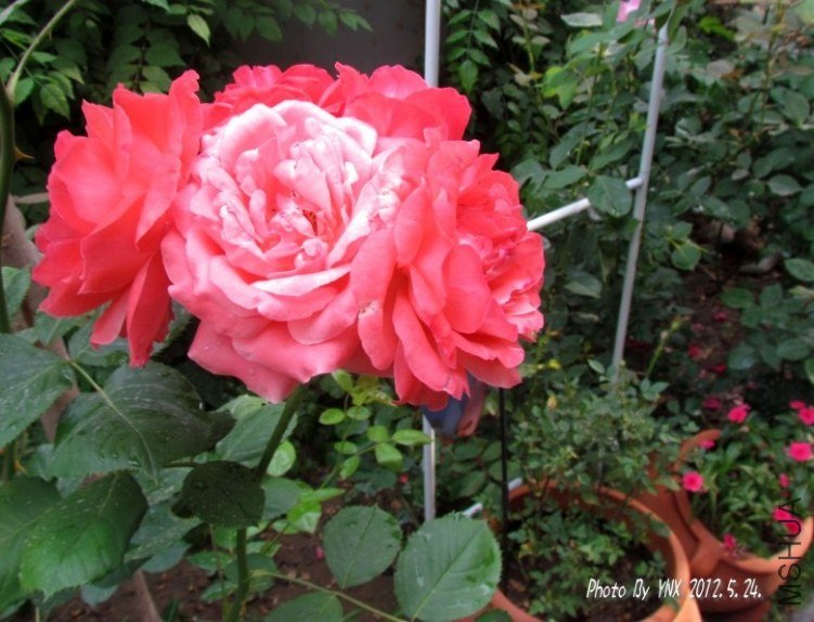 2012.5.24. 024_conew2.jpg