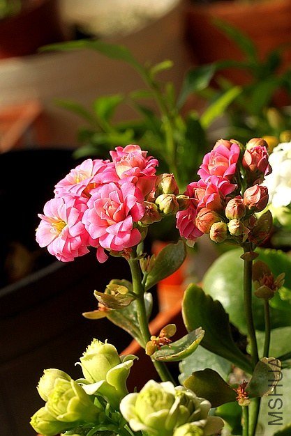 IMG_7679.jpg