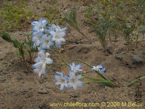 Zephyra elegans.jpg