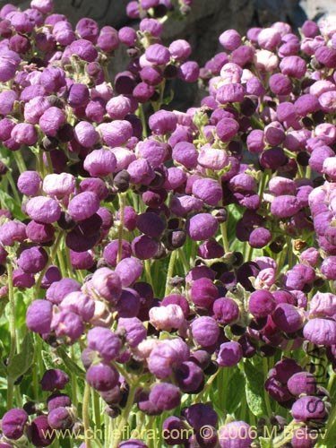 Calceolaria arachnoidea.jpg