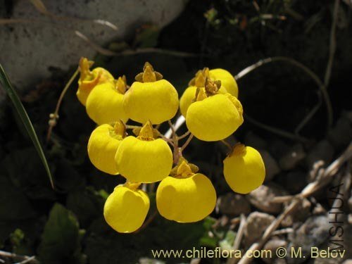 Calceolaria filicaulis.jpg