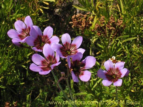 Leucocoryne purpurea.jpg