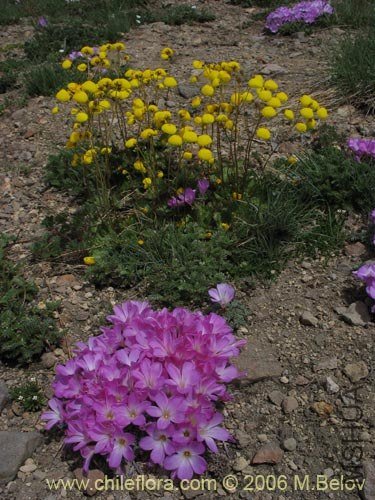 Oxalis adenophylla.jpg