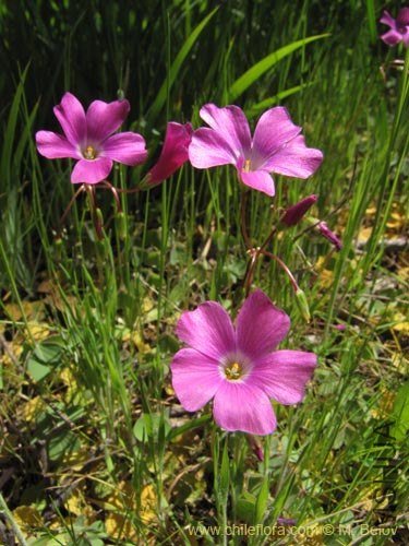 Oxalis arenaria.jpg
