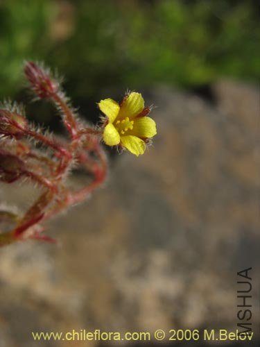 Oxalis micrantha.jpg