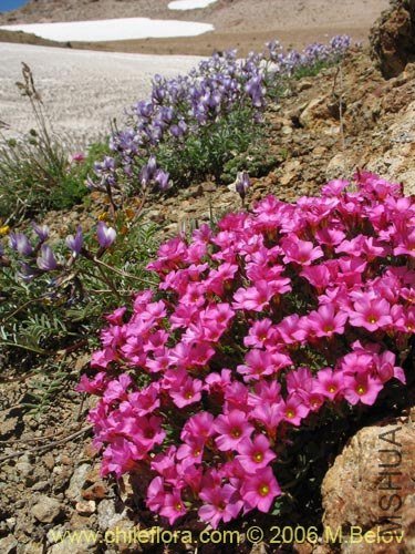 Oxalis squamata.jpg