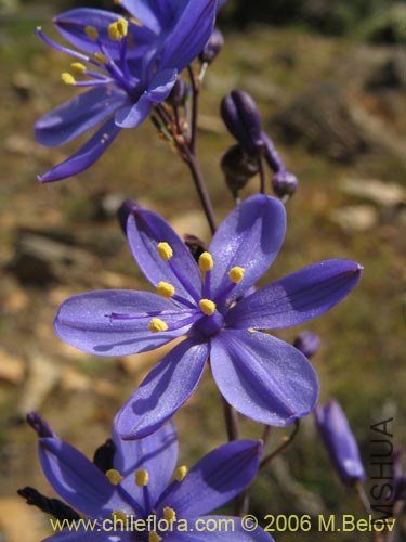 Pasithea coerulea.jpg