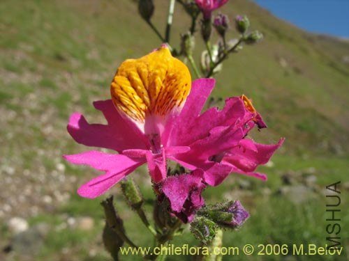 Schizanthus grahamii.jpg