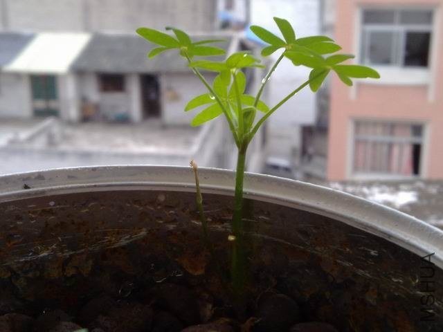 �����ֳ��˸���������