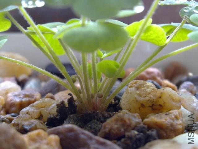 �����Ļ�������������