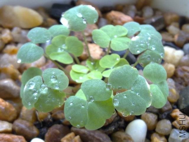 ���������ͺܿɰ�