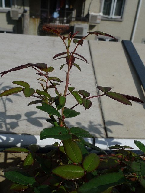 P1200418.jpg