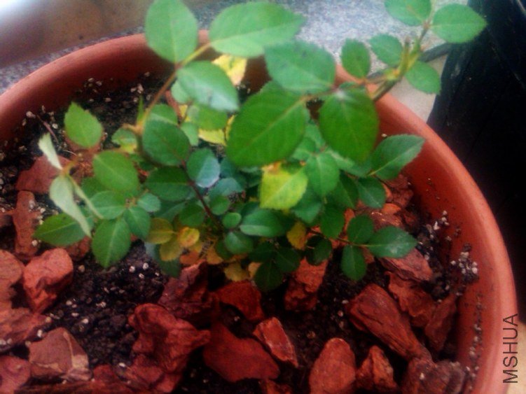 ��ȹ��Ů���ܰ�΢��