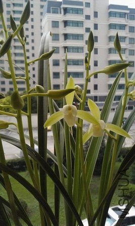 IMAG0084.jpg