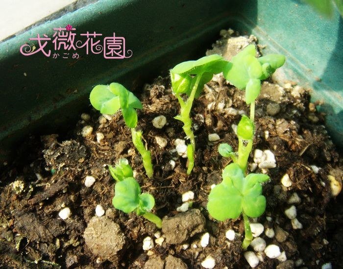 û�������һ�����ܽ��͵͵���Լ��������ˣ�