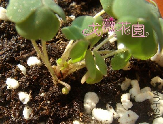 ����Ҳ����һ��СС�Ļ���~