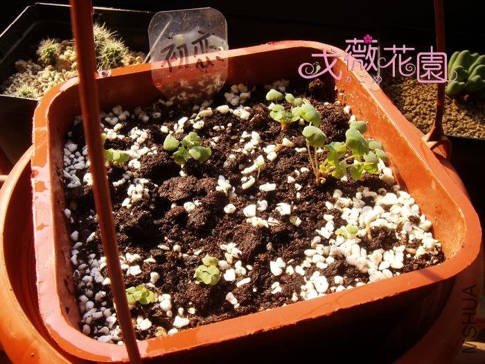 ����9���򣬵��Ƿ�ѿ��ò�Ʋ�ֻ9��ѿҲ�������