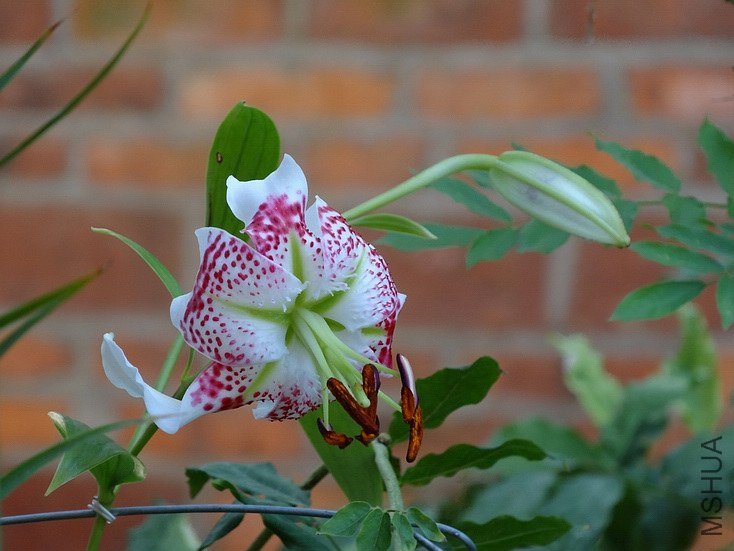 ������С DSC00695.JPG