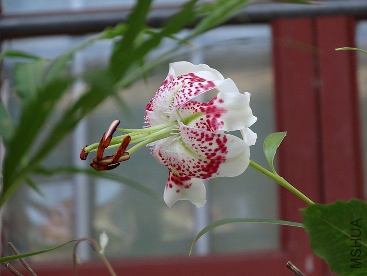 ������С DSC00690.JPG