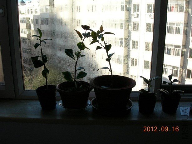 DSCN0956.JPG