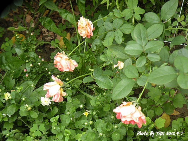 2012.9.9 006_conew1.jpg