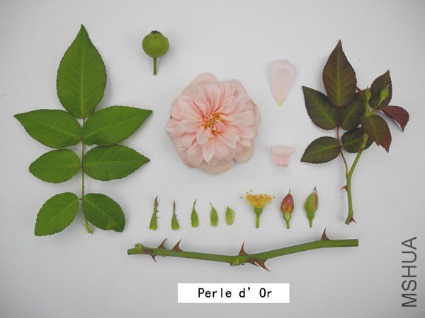 A253Perle d��Or2.jpg