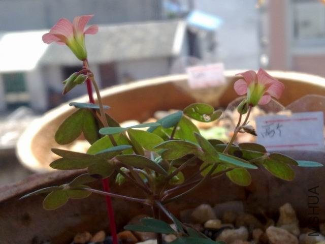 ������С 201209153599.jpg