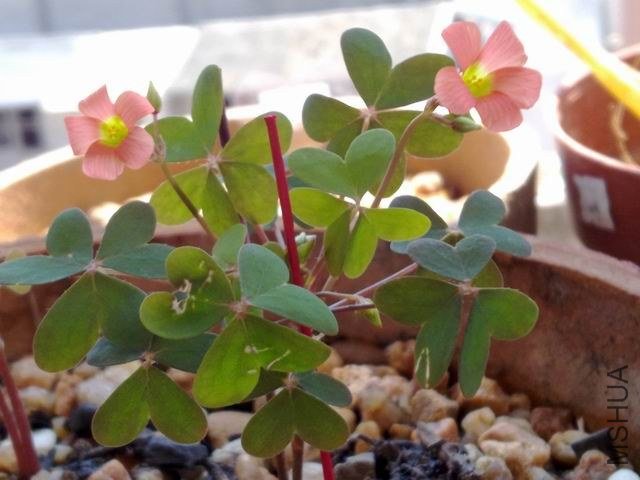 ������С 201209153607.jpg