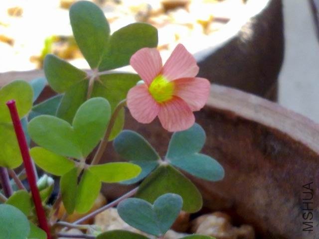 ������С 201209153609.jpg