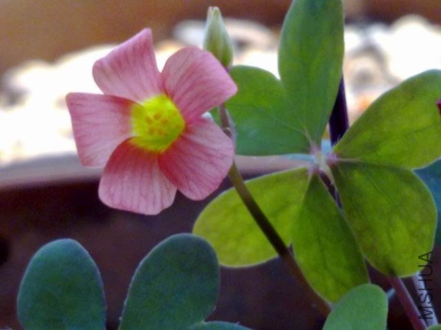 ������С 201209153610.jpg