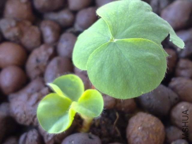 ������С 201209173629.jpg