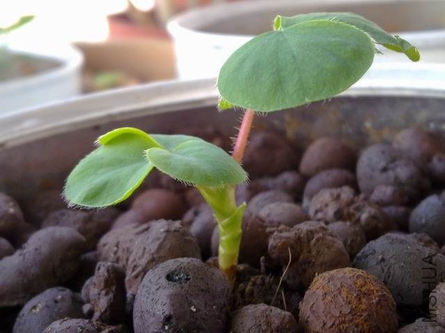 ������С 201209183644.jpg