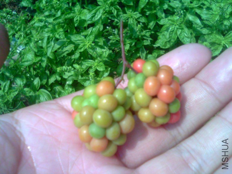 IMG1819A.jpg