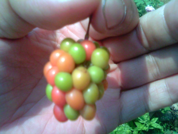 IMG1820A.jpg