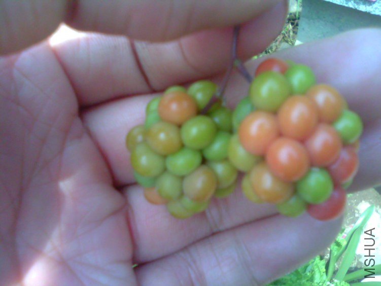 IMG1822A.jpg