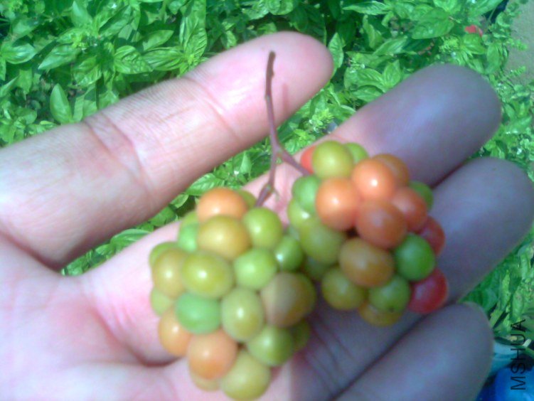 IMG1826A.jpg