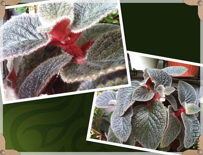 ��ë�� Eucodonin Adele.jpg