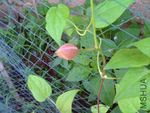 IMG1348A.jpg