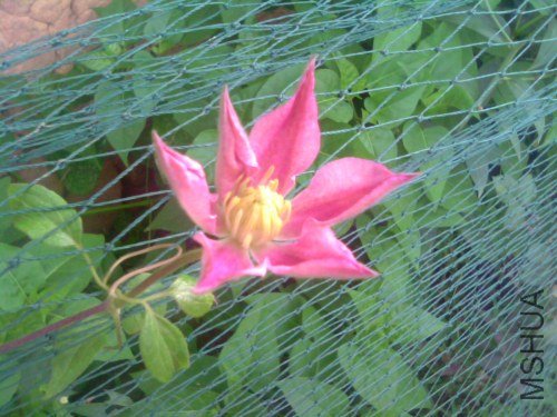 IMG1361A.jpg
