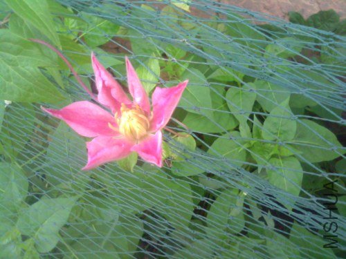 IMG1362A.jpg